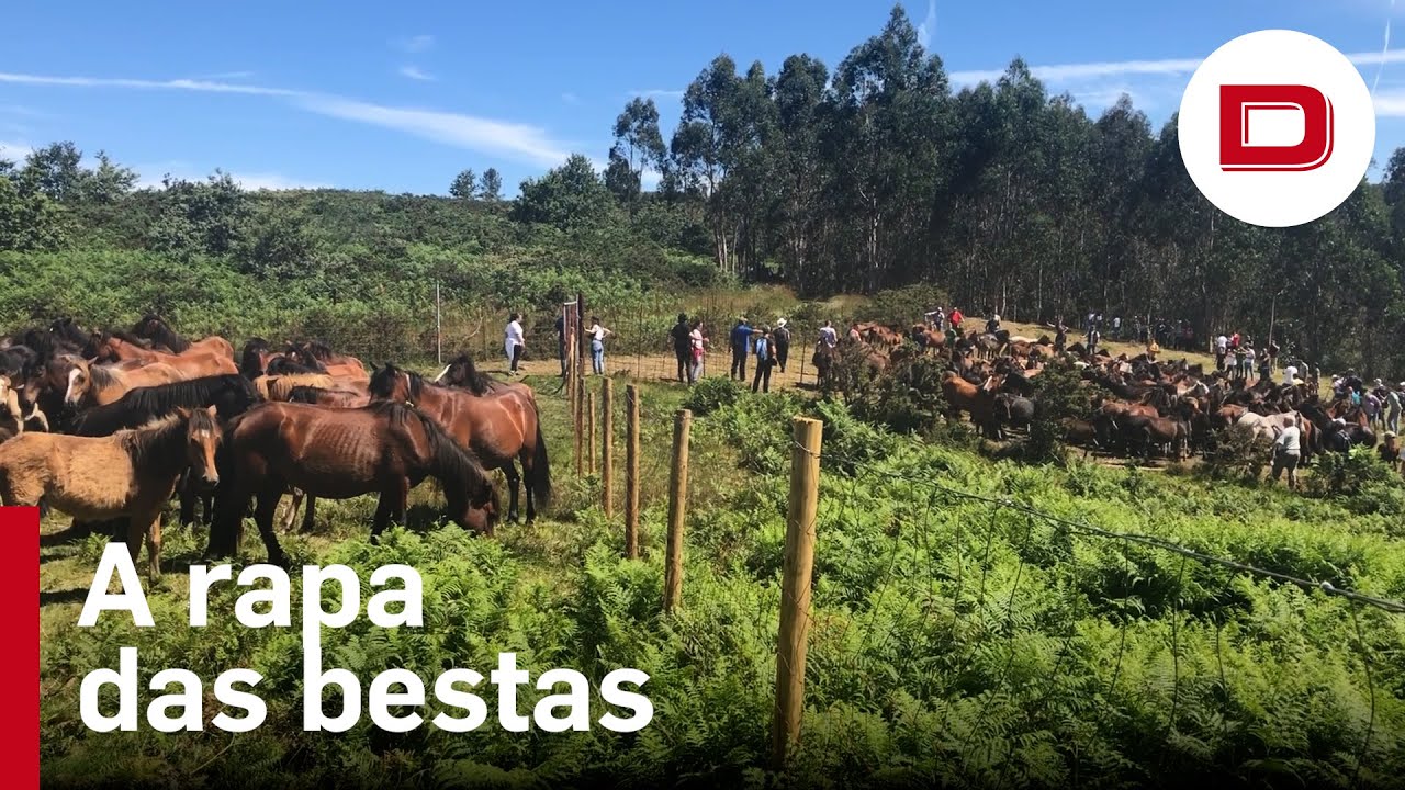 Arranca la popular Rapa das Bestas en Sabucedo, Galicia