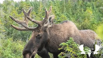 Shelly's bull moose hunt.(6 yard encounter)