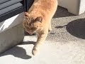 【ボク帰って来たよ!と 必ず報告する猫】 Came back me! Cat you are always reported and