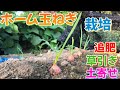 ホーム玉ねぎ栽培③　追肥・草引き・土寄せ　2024年