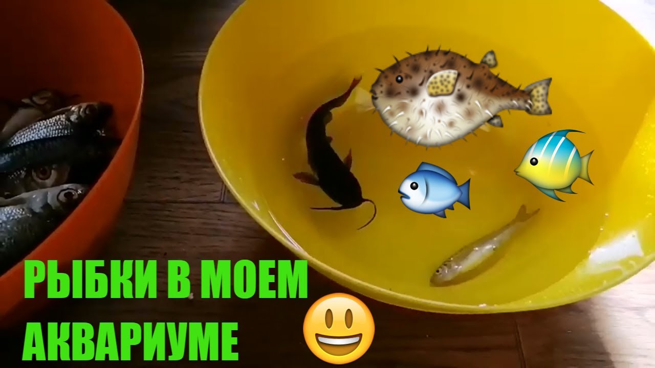 Секта рыбка на машине