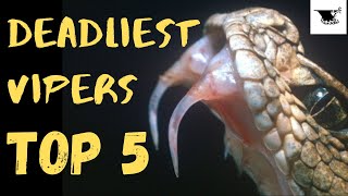 TOP 5 World's Deadliest Vipers | Venom screenshot 3