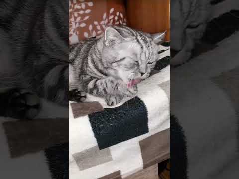 Почему у кошки шершавый язык? #кошка #коты #shotrs