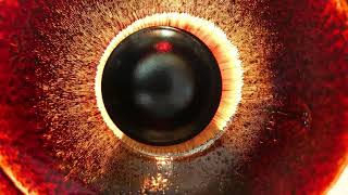 Ferrofluid glass eyeball