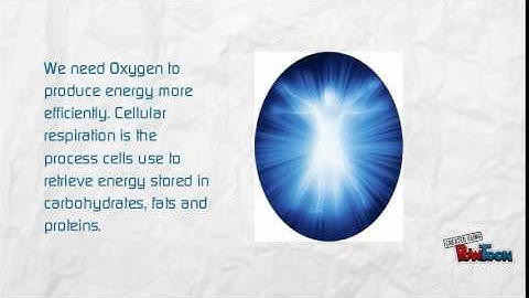 Bioenergetics Fundamentals