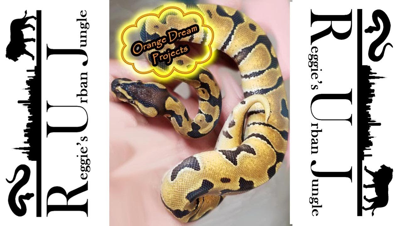 orange dream drink Orange Dream Fire Breeding Projects