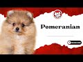 Unleash The Fun Facts: Pomeranian Puppies