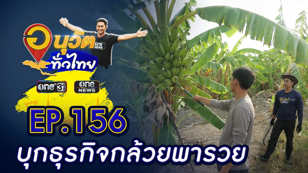 บุกธุรกิจกล้วยพารวย กำแพงเพชร | อนุวัตทั่วไทย | EP 156 | ข่าวช่องวัน | one31