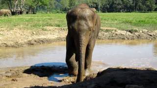 Olifant die zichzelf wast