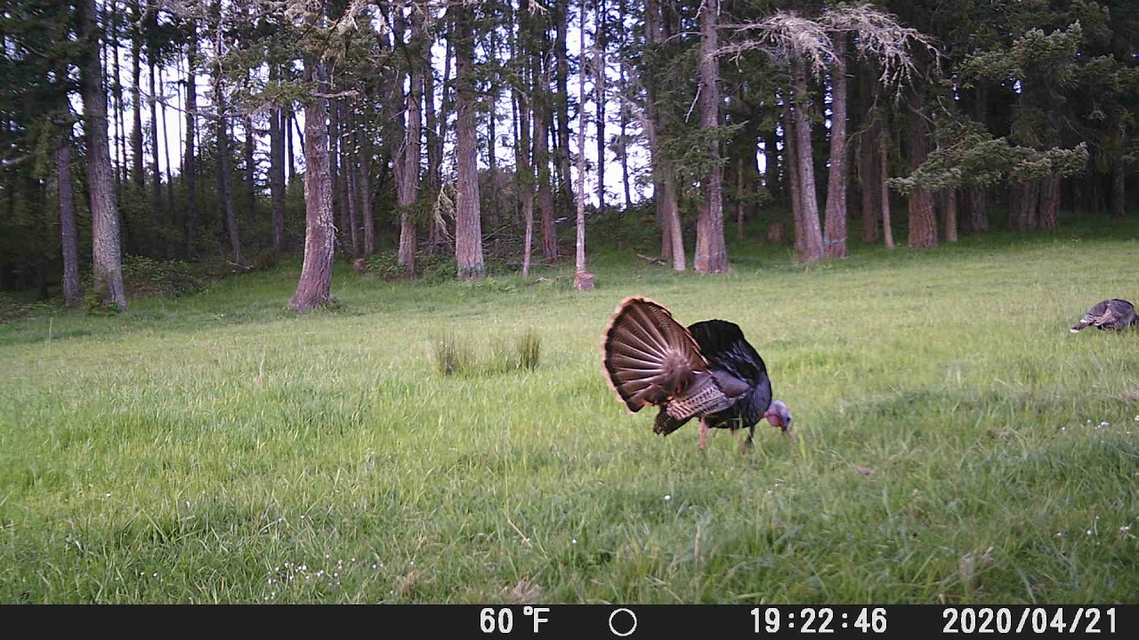 Oregon Public Turkey Hunting. Willamette Valley. YouTube