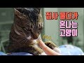집사 깨물다 혼난 고양이 😿