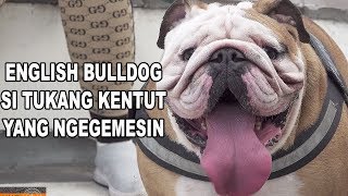 SI TUKANG KENTUT YANG NGEGEMESIN  ANJING ENGLISH BULLDOG