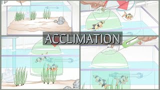 How To Acclimate (Floating Method) The Fish || What To Do When You Get A New Fish ! #acclimation