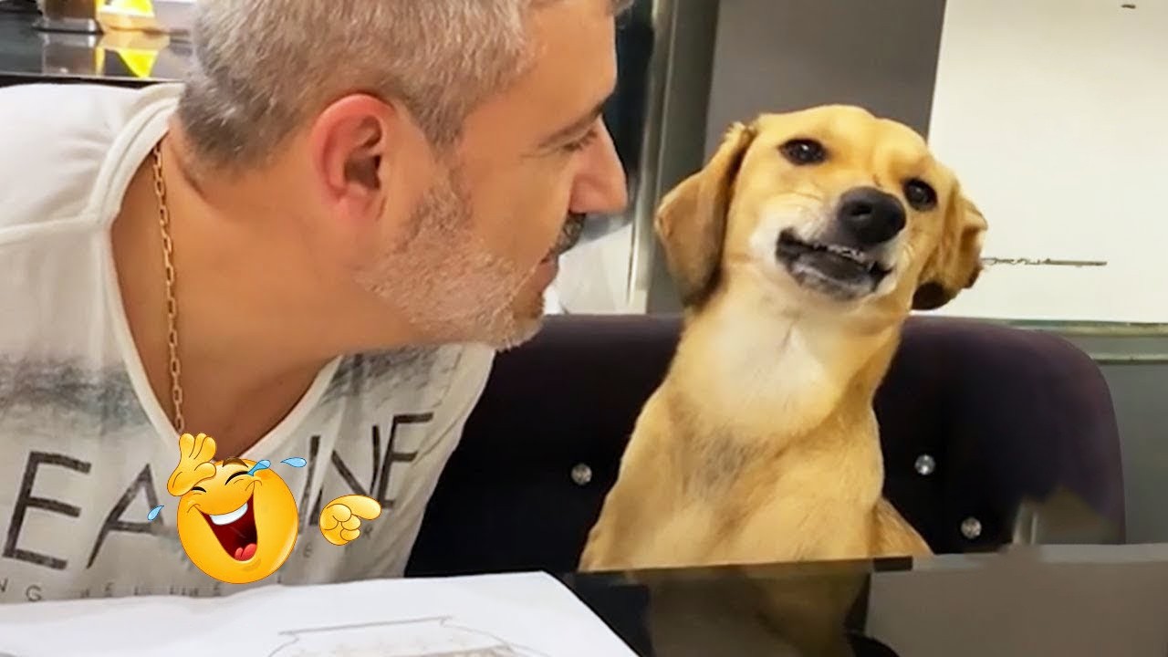 I Can’t Stop Laughing at These Dogs 😂🦮 Funny Animals Videos 2026 #59