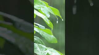 🌧️ Relaxing Forest  Rain Sounds for Deep Sleep 😴  #relaxing #relax #relaxingmusic #deepsleep
