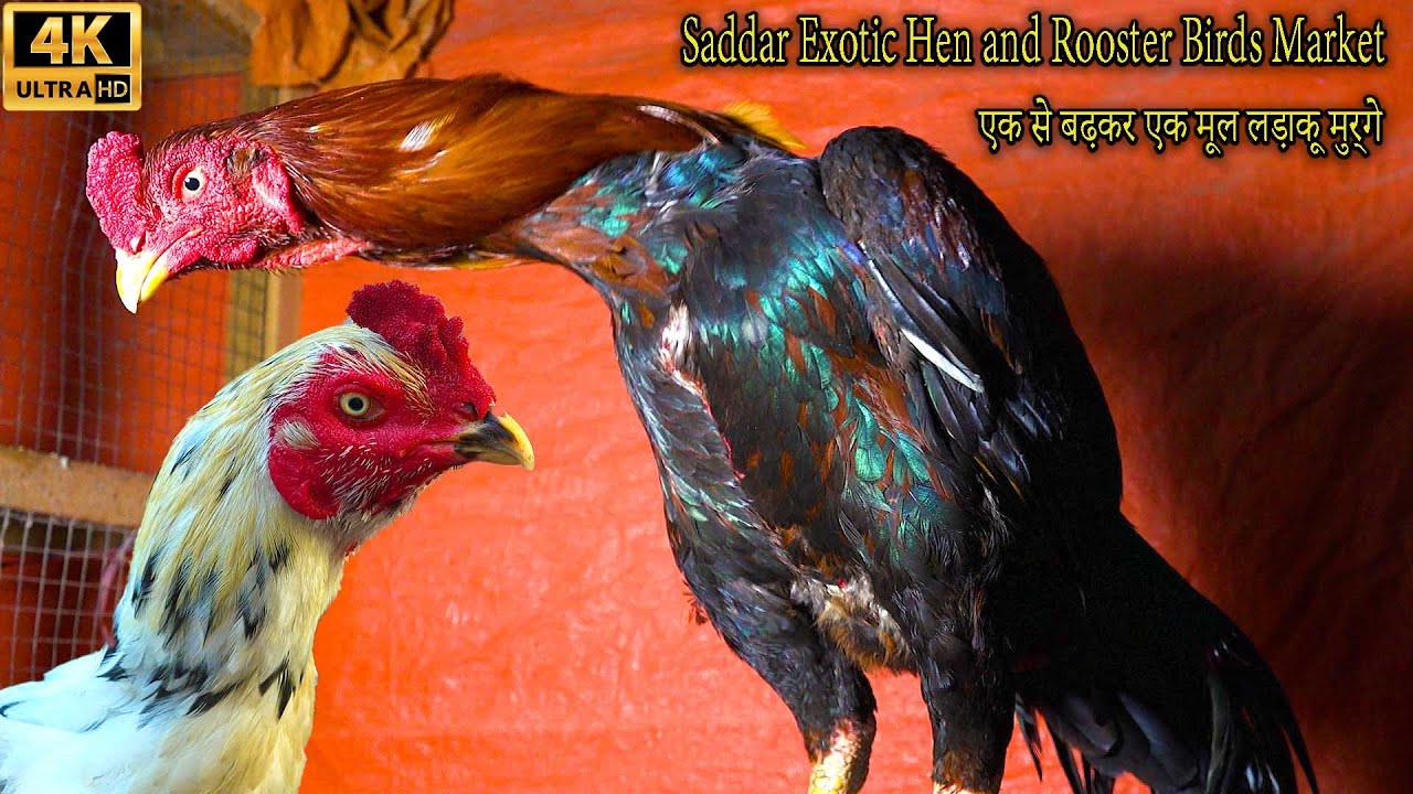 Saddar Exotic Birds Market Karachi Species of Hen and Rooster | سوق الدجاجة والديك في كراتشي