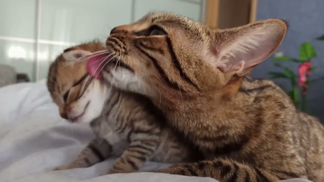 Kitty Lick 420