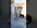続・港猫の喧嘩