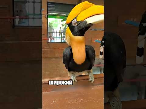 Это метровая птица! 🐦😱 #милыеживотные #животные