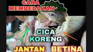 CARA MEMBEDAKAN CICA KORENG JANTAN DAN BETINA