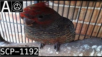 SCP-1192 "Timmy" [SCP Wikidot]