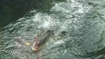 June 2019 - Toledo Zoo, Saltwater Croc Feeding
