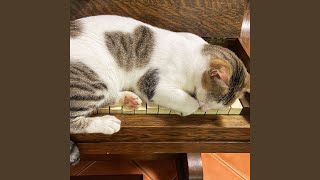 Tabby's Tranquility in Tonal Tunes