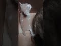 🐱💕