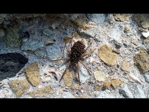 Тарантул - паук из семейства пауков-волков