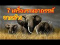 รวมเครื่องรางของขลังจากช้าง | เครื่องรางทนสิทธิ์ | ivory | Elephant