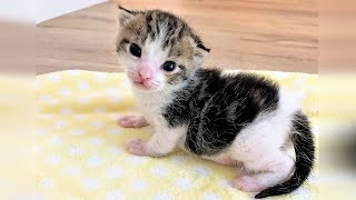 A baby kitten was abandoned by mom cat