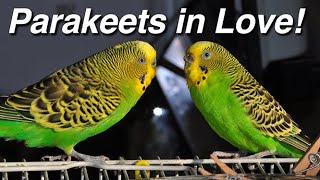 Parakeets Budgerigar Budgie Sex Making Love Mating Coitus Copulation Procreation Intercourse