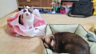 猫ベッドを買って来たら開封して直ぐにベッドへ入るシャム猫と袋へ潜りこむペポ