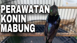 Download Lagu Cara merawat konin mabung MP3