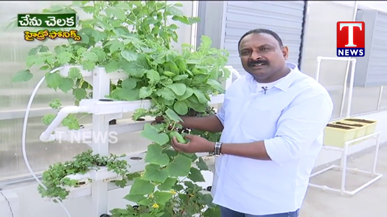 Urban Kisaan About Hydroponics Chenu Chelaka Tnews Telugu Youtube