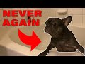 Frenchie Gets A Bath | A Rare Blue Rescue French Bulldog!!