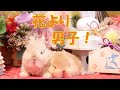 花より団子♪花よりうさぎさん♪