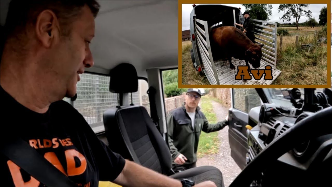 03/08/25  Collecting Avi, the bull!