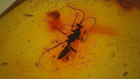 2 Trapped Insects in Amber Fossilized Tree Resin