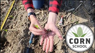 Corn School: Three early season considerations
