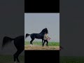 Stallion maharaja sire by stallion harshvardhan rai stud farm mirpur
