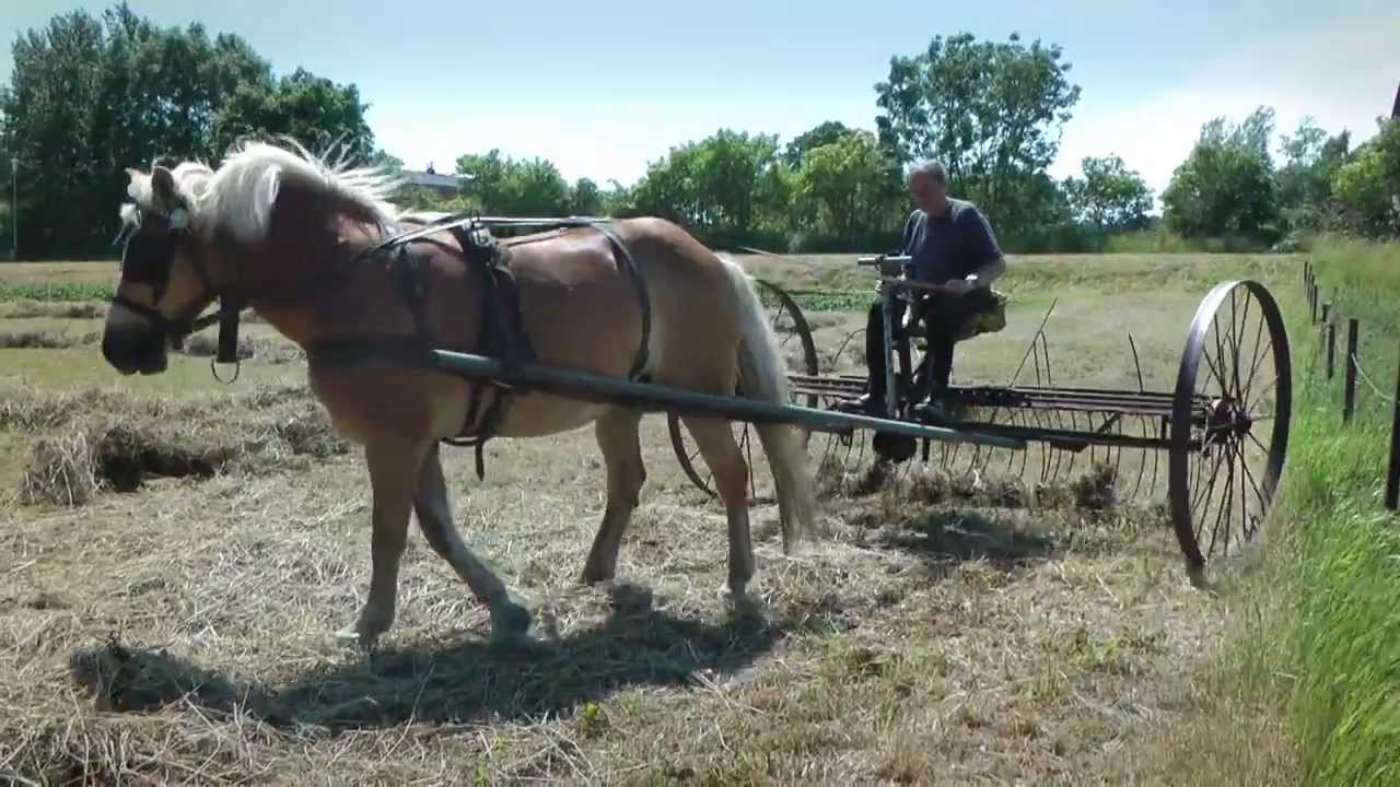 Heu schwaden mit Pferd & historischer Kummerharke