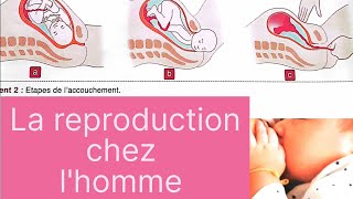 SVT 2AC La reproduction sexuée chez lHomme (partie 4)