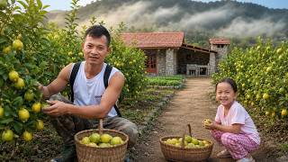 A Young Man Harvests Fresh Lemons and Finishes the Bathroom Doors of His Stone House - Ngo Tue TV