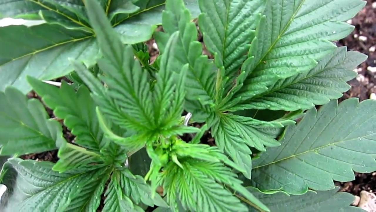 Micro CFL Grow 3 Week Marijuana Indoors *720P