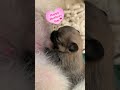 【母の日に泣ける動画】