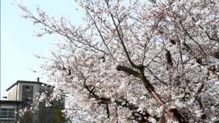さくら２０１５戦後をめぐる【２】城山小学校平和祈念館（長崎）
