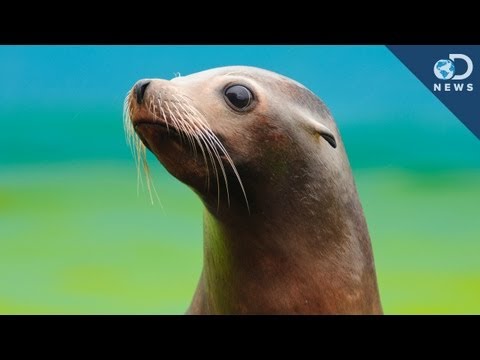 Video: Pet Scoop: Beachgoers Membantu Membawa Singa Laut yang Terselamatkan, Zebra Bayi Langka Lahir di Chicago