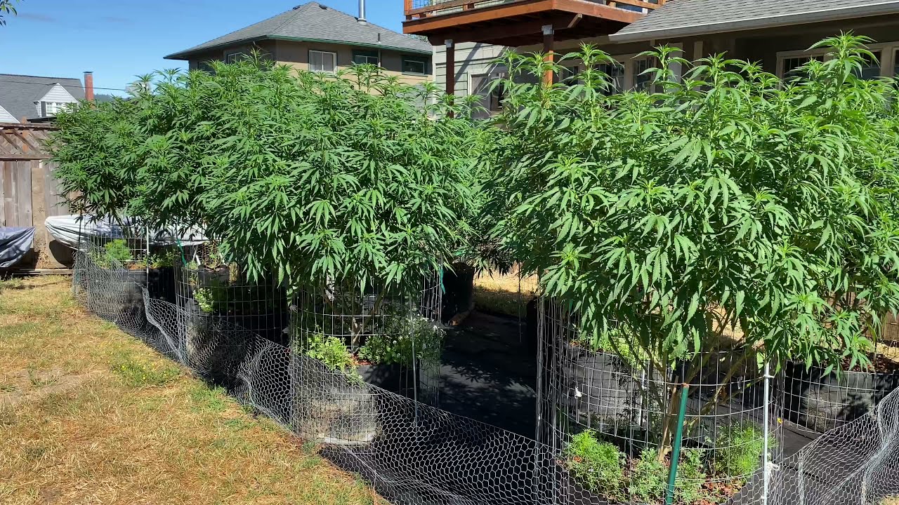S:6 Ep:6 Organic Outdoor Cannabis Grow 2021