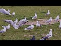ПОТУЖНЫЙ СДУЛСЯ ПОЛНОСТЬЮ ПОСЛЕВСТРЕЧИЕ ЗЕЛЕНСКОГО